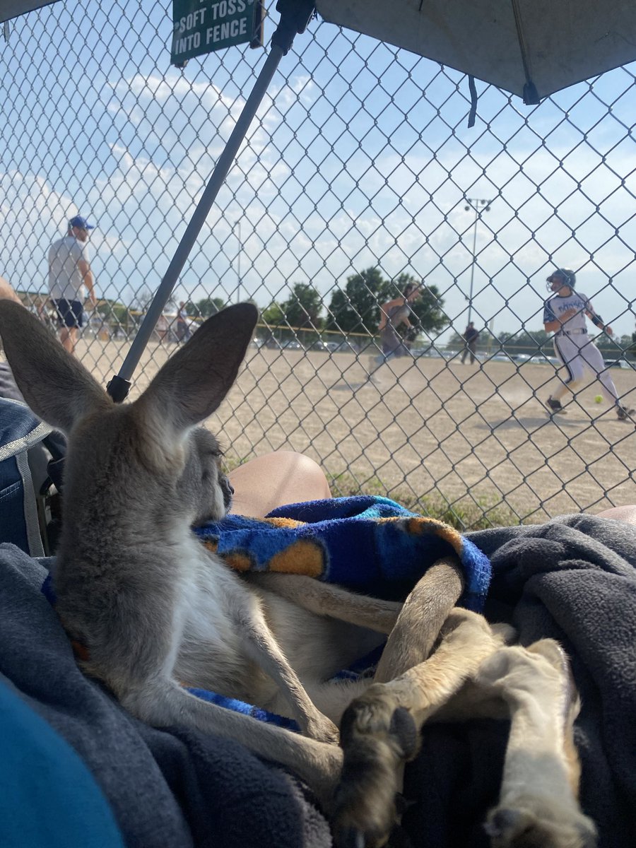 coppertoparoo's tweet photo. @TrooperBenKHP Sometimes they like going to softball games. https://t.co/aYZrgOFo3q