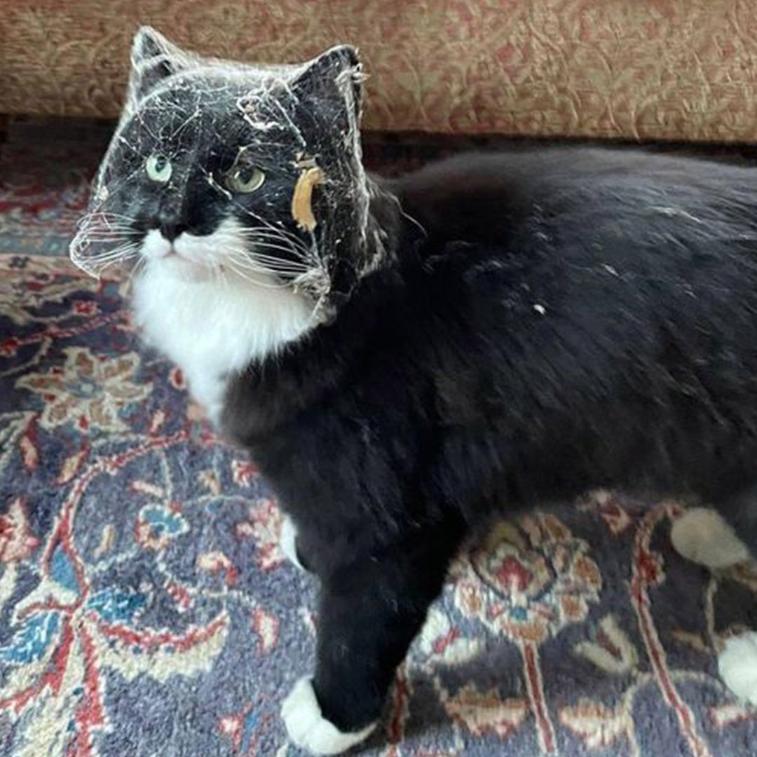 melip0ne's tweet image. me: where were you?
my cat: not in the basement
also my cat: