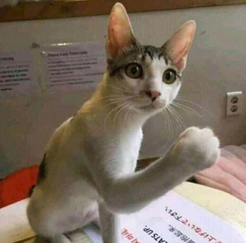 translated cats tweet media