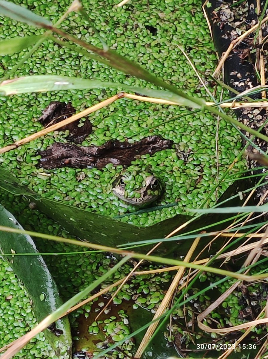A bit of pond tidying this morning. Didn't know this chap was in residence. Clearly we should continue to neglect it.