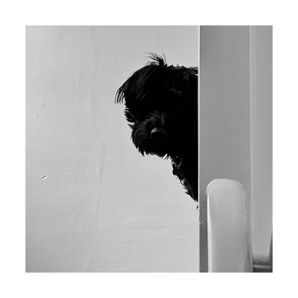 ShrikeBirding's tweet photo. @TheBlackDog new album cover? https://t.co/s6ABBcn9Uo