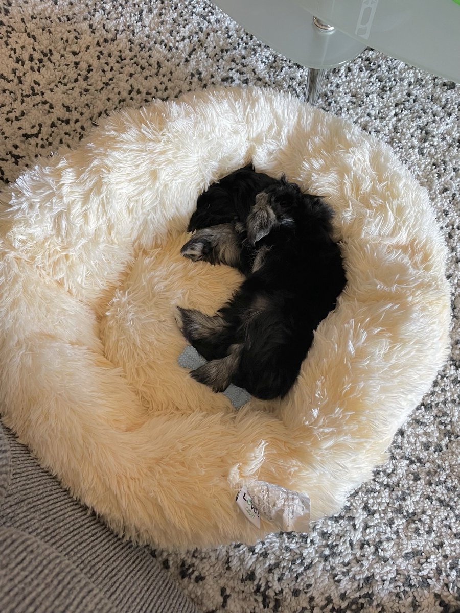 bucha_queen's tweet photo. the baby https://t.co/2DX4N4tpR6