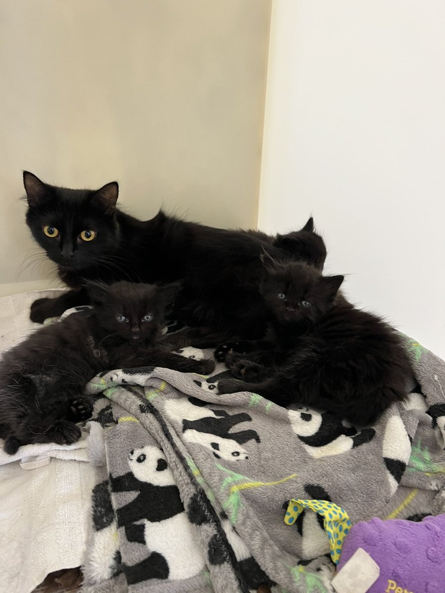 HerchyBoal's tweet photo. Another day Another family of dumped cats, Mum &amp; 3 kittens arrive  in this cardboard box Scared &amp; Hungry.,😞 It’s really simple Please  Neuter your cats. RT. So cruel &amp; it’s heartbreaking to deal with this. Mum is so affectionate 🙏🏾#DontDumpYourPets @RSPCA_official @JaneFallon https://t.co/bGg9gLM7SX