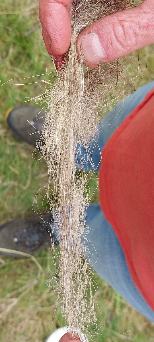 AlisonKarley's tweet photo. A fascinating demo by @eca_edinburgh drew the crowds at our island #allotments open day, showing how our #FlaxFieldLab plants will be made into yarn and linen as a sustainable source of textiles. #FlaxScotland @SoilAssocScot @TheLothianLass @IFarmers https://t.co/LbJll1q8NT