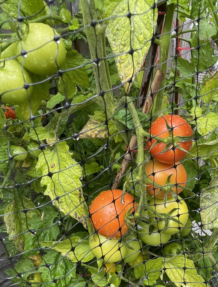 Sharon Kitcatt (@sharonkitcatt1) on Twitter photo First attempt at growing π
π
π
my grandfather would be proud! #HomeGrown #MemoriesFromChildhood <a href="/SquiresGC/">Squire's Garden Centres</a> First attempt at growing π
π
π
my grandfather would be proud! #HomeGrown #MemoriesFromChildhood <a href="/SquiresGC/">Squire's Garden Centres</a>