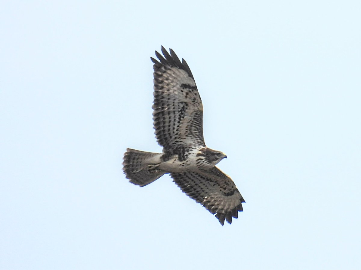 TonyRamsden12's tweet photo. A few from a walk around Leasowe and Hoylake #cowas #dee estuary birds https://t.co/JmVeHwFHc2