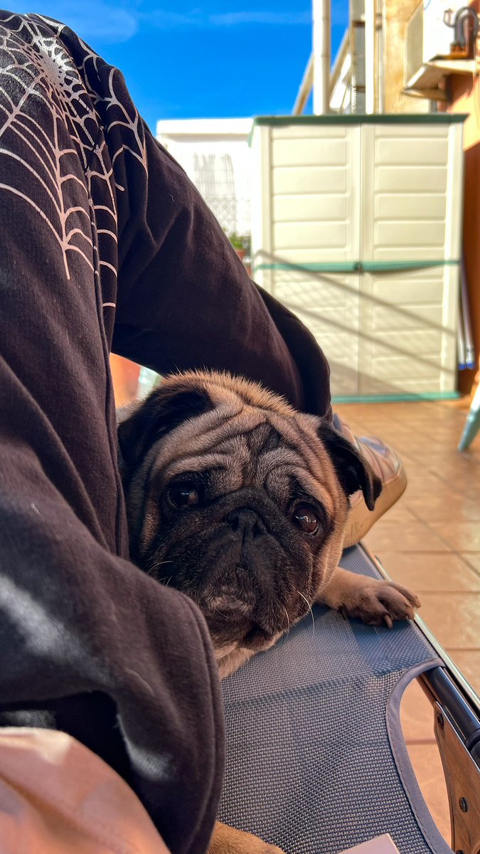 Ha fallecido, no entiendo nada.

Quered mucho a vuestras mascotas

Voy a desaparecer unos días, Puki t’estimo molt