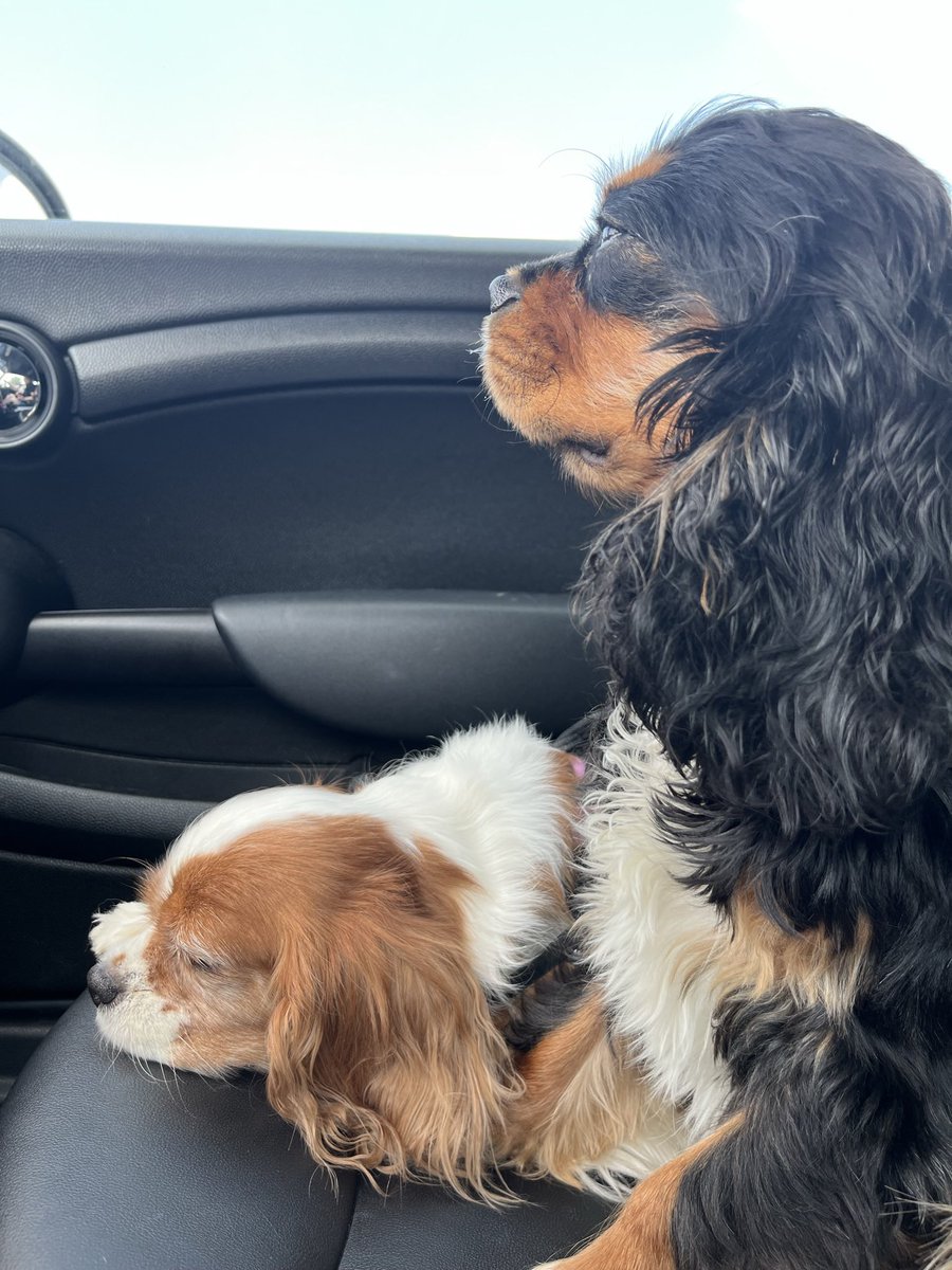 MaxtheSpoiled's tweet photo. Going to the vet doesn’t even deserve an enthusiastic look out the window! https://t.co/qVKKNBy4Qo
