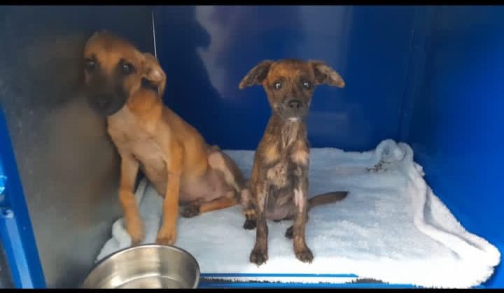 Jonas perdió la batalla contra el parvo.. ya eres libre peque 🥺.. José y July siguen luchando ..al adquirir un número ayudas a perritos bebés como ellos.. 🙏🙏