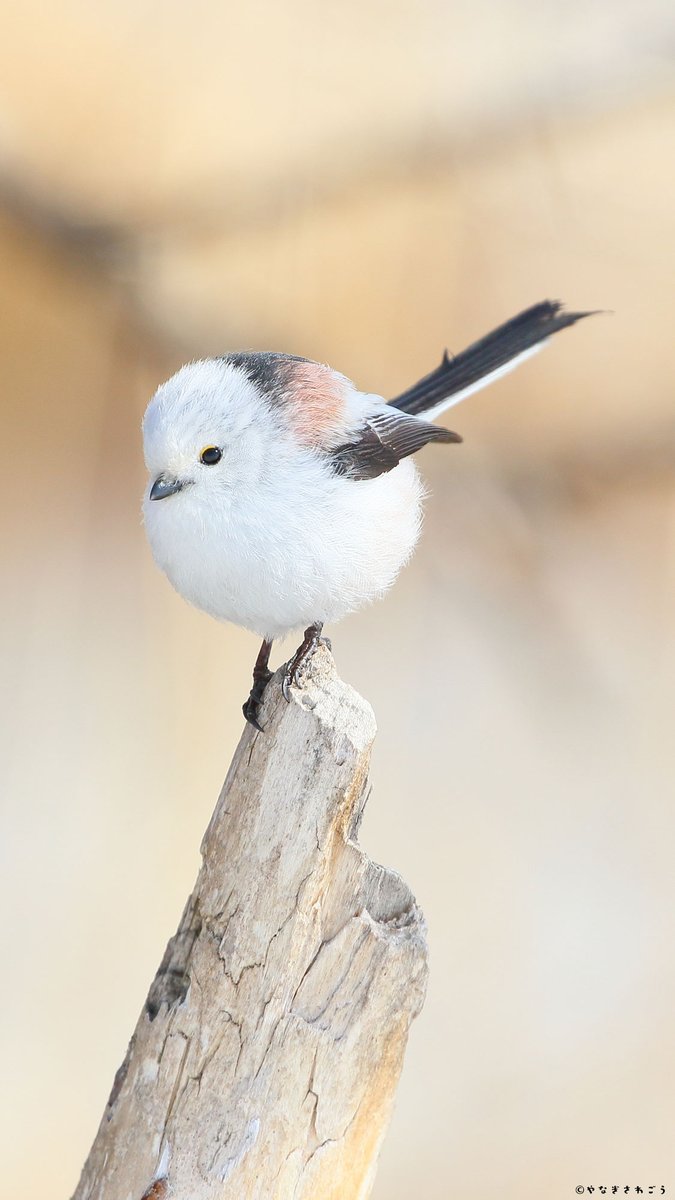 daily_simaenaga's tweet photo. Tiny Cotton Ball Bird https://t.co/gRjxFconvV