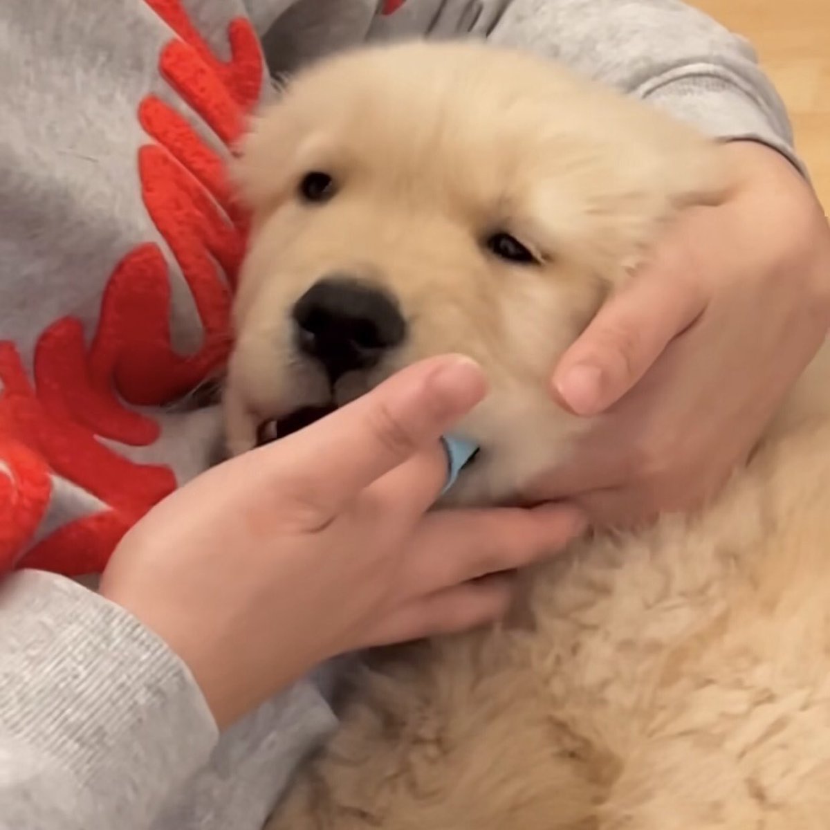 takemybear 🐶 tweet media