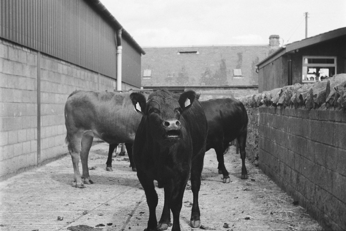 Cows, 2004 from Filton: willierobb.com/filton.html
.
.
.
#35mm #35mmphotography #35mmfilmphotography #35mmcamera #filmphotography #filmcamera #ilfordhp5 #blackandwhite #blackandwhitephotography #blackandwhitephoto #rollei35 #cow #cowphotography #cowphotos #cowphoto