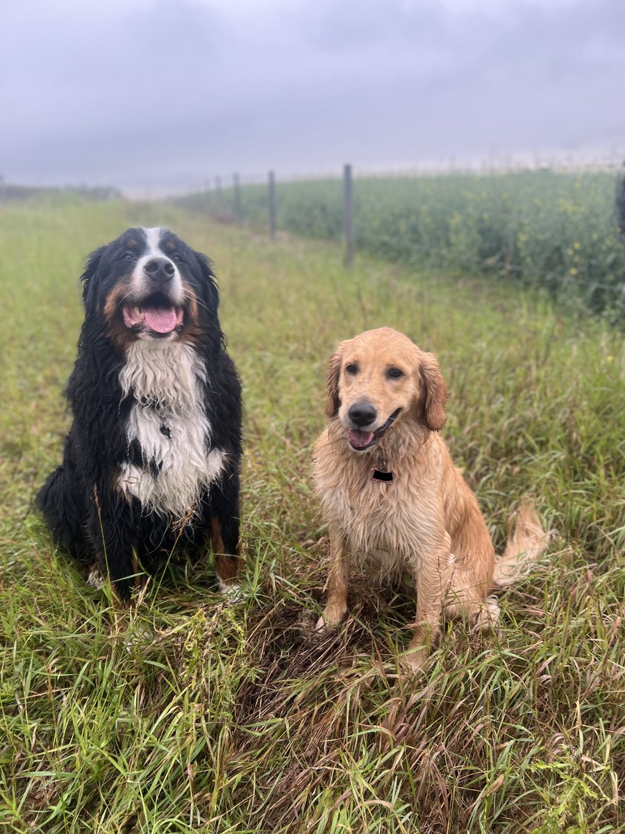 Bunsen, Beaker, Bernoulli & Brix tweet media