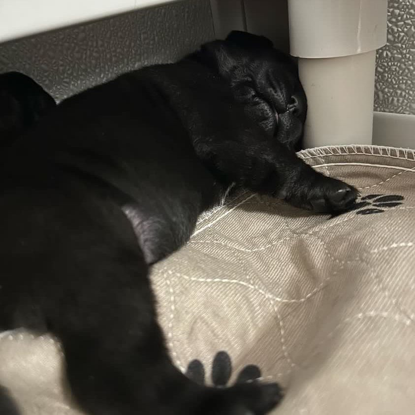 Valor Service Dogs tweet media