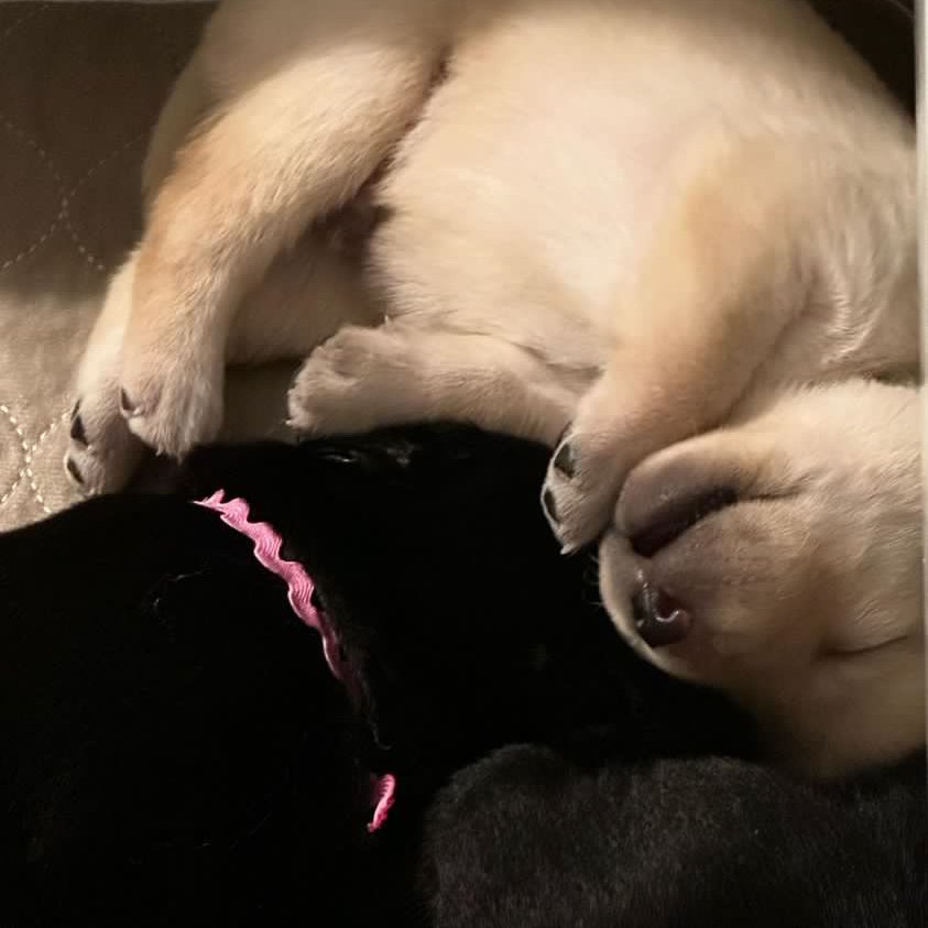 Valor Service Dogs tweet media