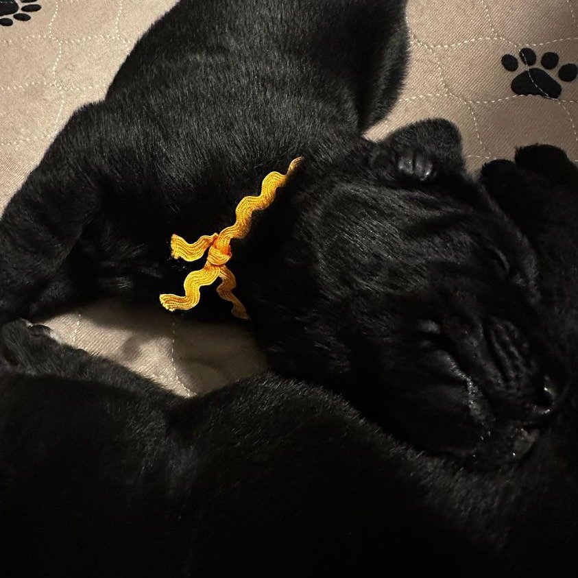 Valor Service Dogs tweet media