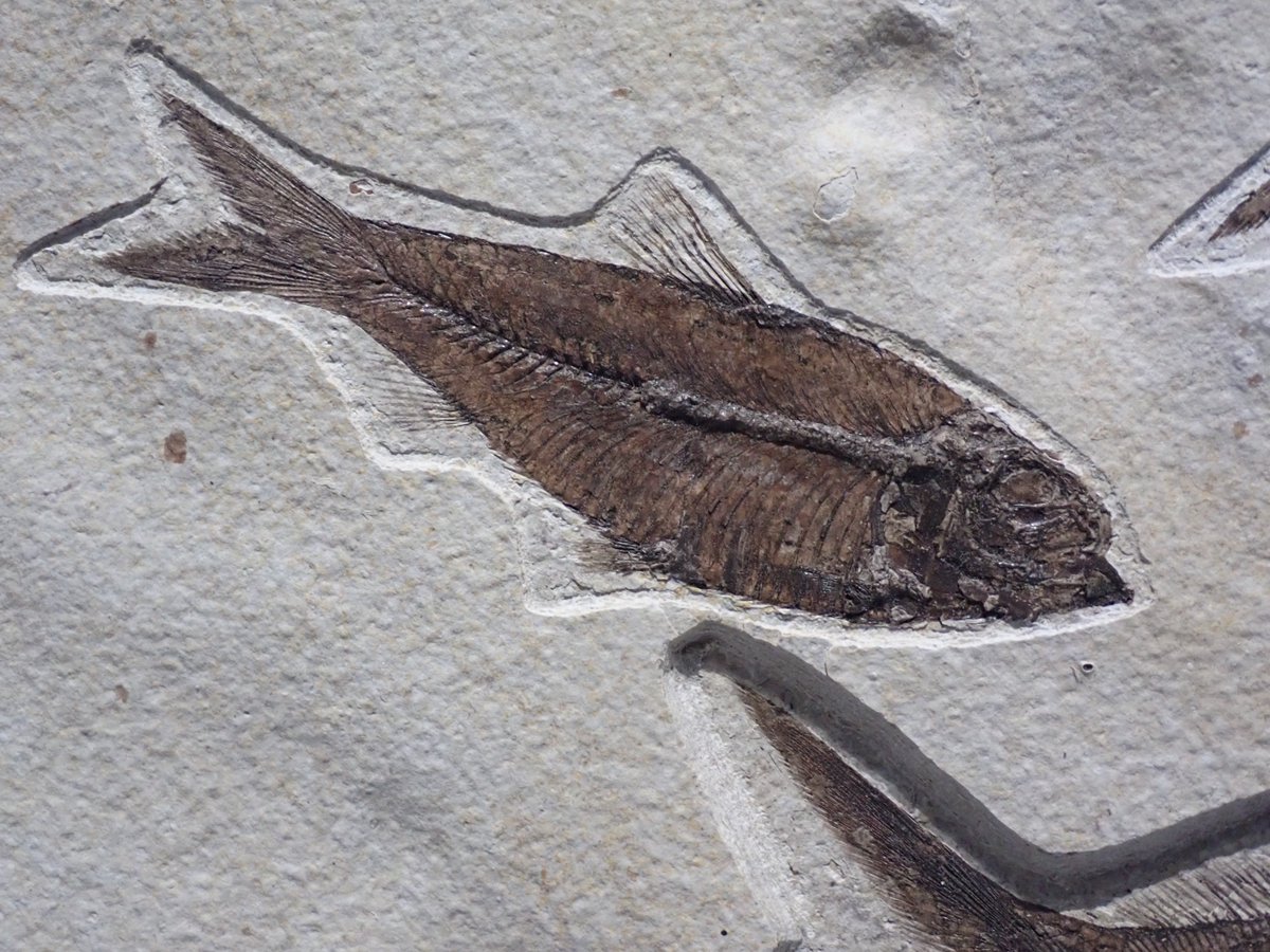 幻の魚 化石 幻の魚 化石 30cm位の数億年前の