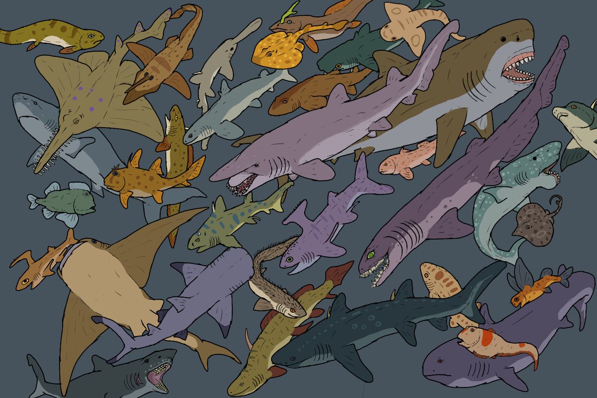 alphaxenopete82's tweet photo. #SharkWeek prehistoric cartilaginous fish drawing (they're not up to scale lol) https://t.co/cbecPdDcIH