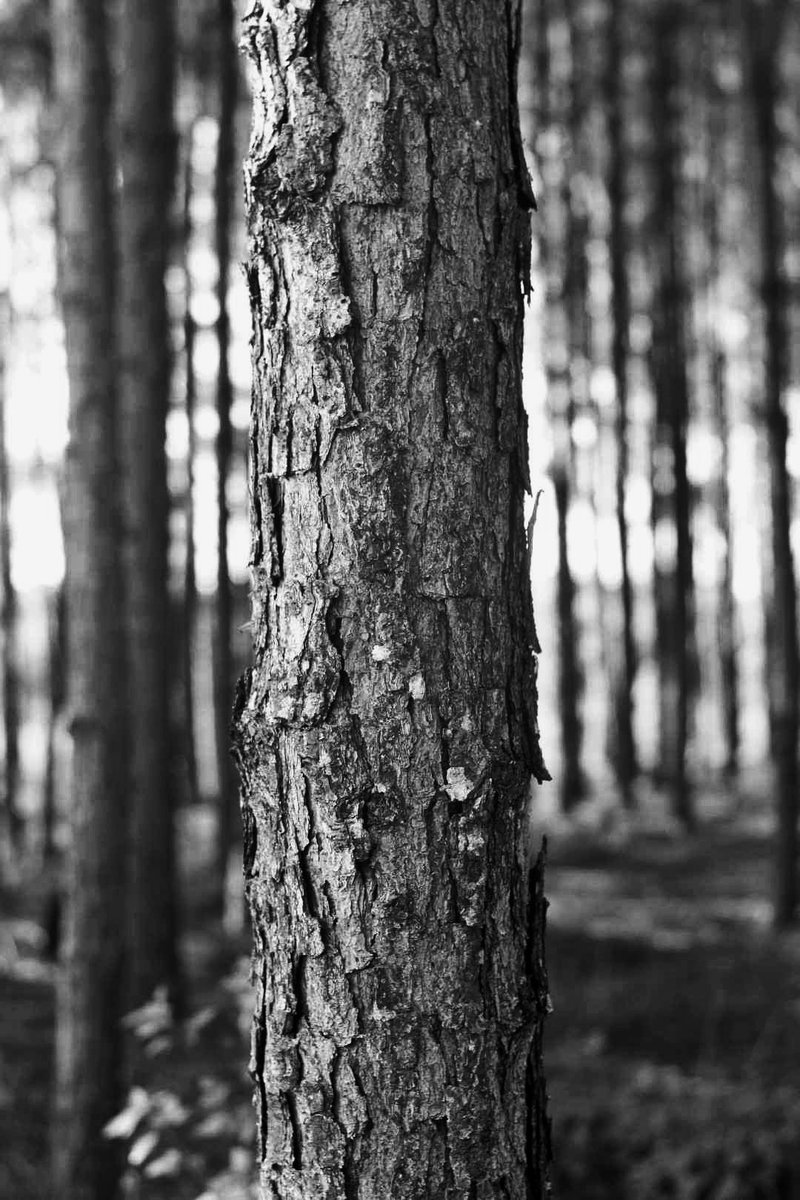 Firefliespoet's tweet photo. Spending time in the pines with all the Bokeh.🖤🌿📷
#Nikon #photography #pinetrees  #blackandwhite #bokeh #Nature #NaturePhotography #naturelover  #blackandwhitephotography https://t.co/KiaEjmL790
