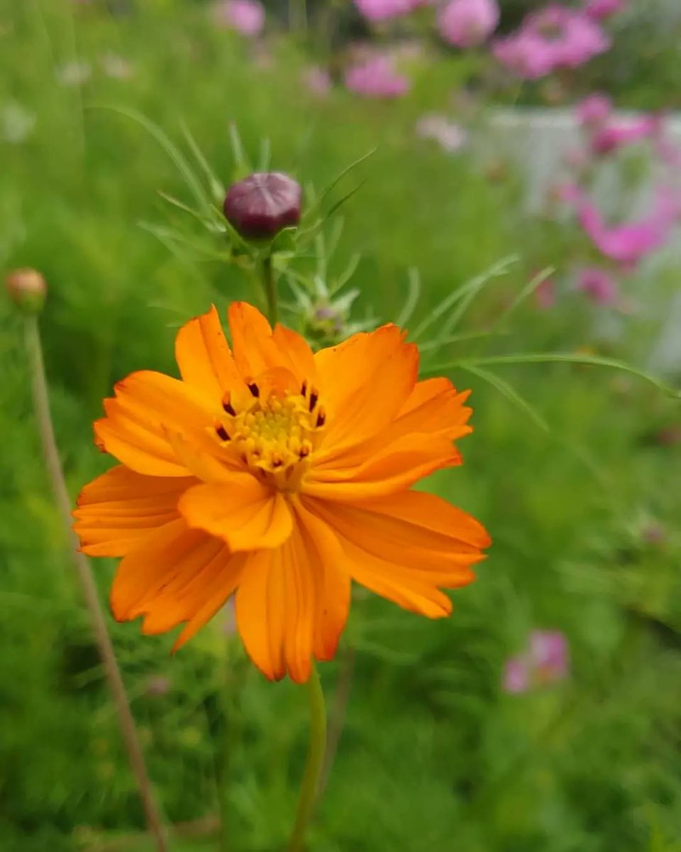 Beautiful blooming photos by <a href="/LydiaVanDeursen/">Lydia van Deursen</a> #rooftopfarmer made on a bloomingrooftop on an officebuilding downtown #Rotterdam 🌼. The #DakAkker #rooftopfarm. 
#Rotterdamisblooming