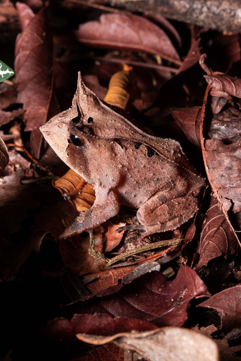 projetomantis's tweet photo. Essa é a carinha dele, um sapo-de-chifres da Mata Atlântica, gênero Proceratophrys - fotografado na Reserva Biológica de Sooretama, Espírito Santo. https://t.co/GrostAEbM2