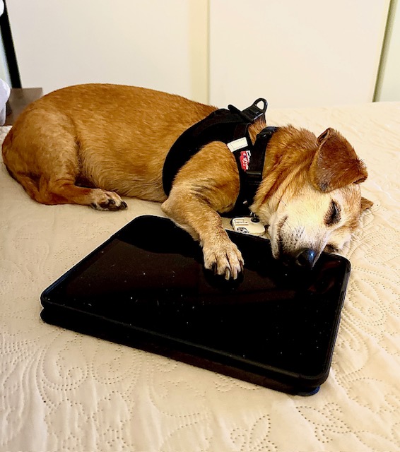 CarNotaFridge's tweet photo. @DachshunLover He was tired after a long day playing on his iPad. https://t.co/l2I0VkKsWq
