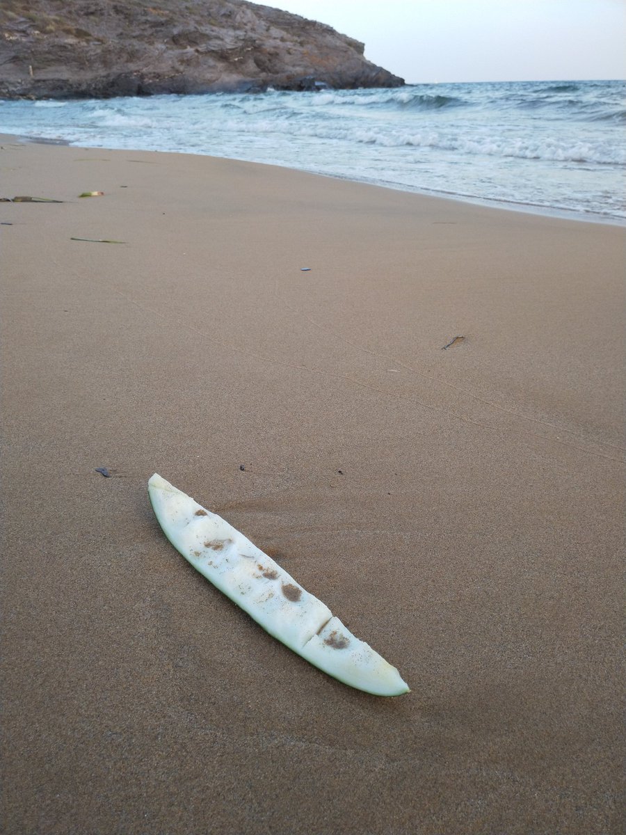 SCalblanque's tweet photo. 1. Hace 2 días retiramos de Parreño una bolsa llena de #basuraleza pero el #Mediterráneo sigue trayendo más. Además el #incivismo : esas rajas de melón lanzadas al mar que las olas traen a la playa de nuevo, #biodegradable y #biodesagradable , atrae #Avispas . Piensa en los demás https://t.co/gKLRM11yjZ