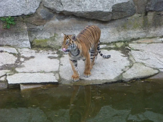 One of the little tiger girls by the water, licking her... nose? whiskers?