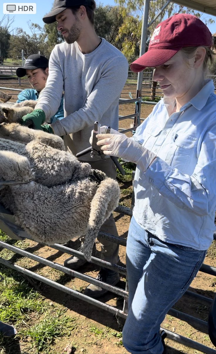 eadiebro's tweet photo. ClipFitter reaches Australia - (in some pleasant winter weather). Amazed that lambs are same age as here? https://t.co/63i4qSFICs