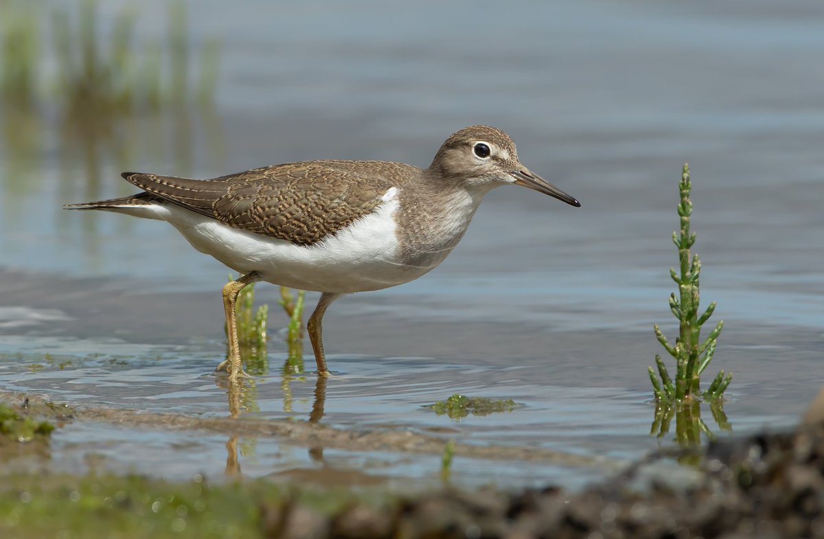 NeilCairns16's tweet photo. One of the seven Common Sandpipers seen on the Aln Estuary yesterday afternoon. https://t.co/Hm0aMKDdAO