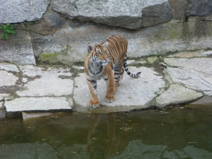 One of the little tiger girls by the water, looking at some of the silly humans on the other side.