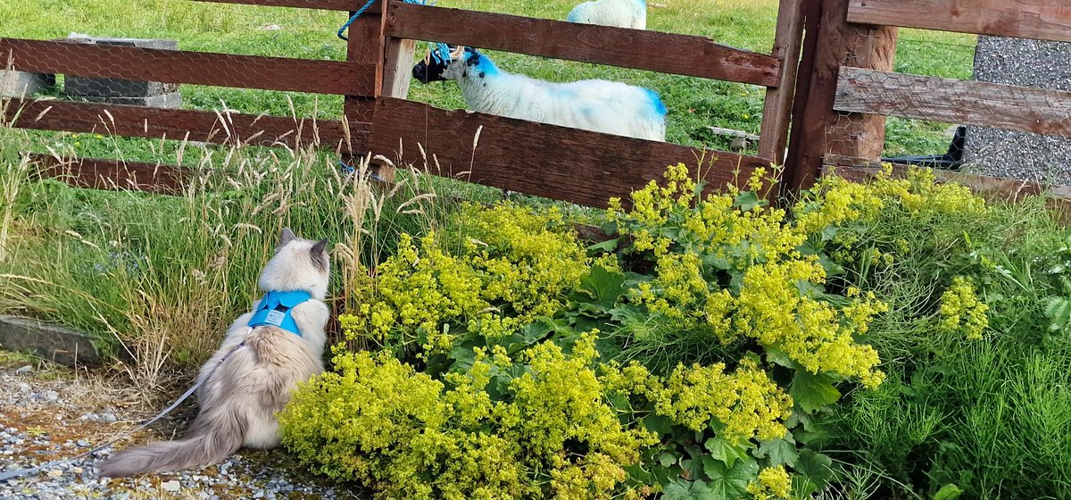 P0mona's tweet photo. As you can see, we like to co-ordinate with the sheep π
#FlΓ²raidh
#CatsofTwittter
#SheepOfTwitter https://t.co/FBjmNwQFq9