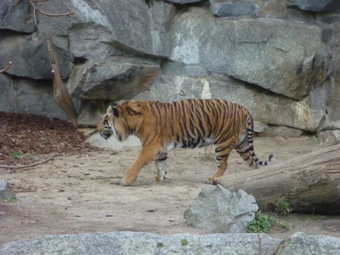 Sumatran Tiger patrolling his territory at Tierpark Berlin.