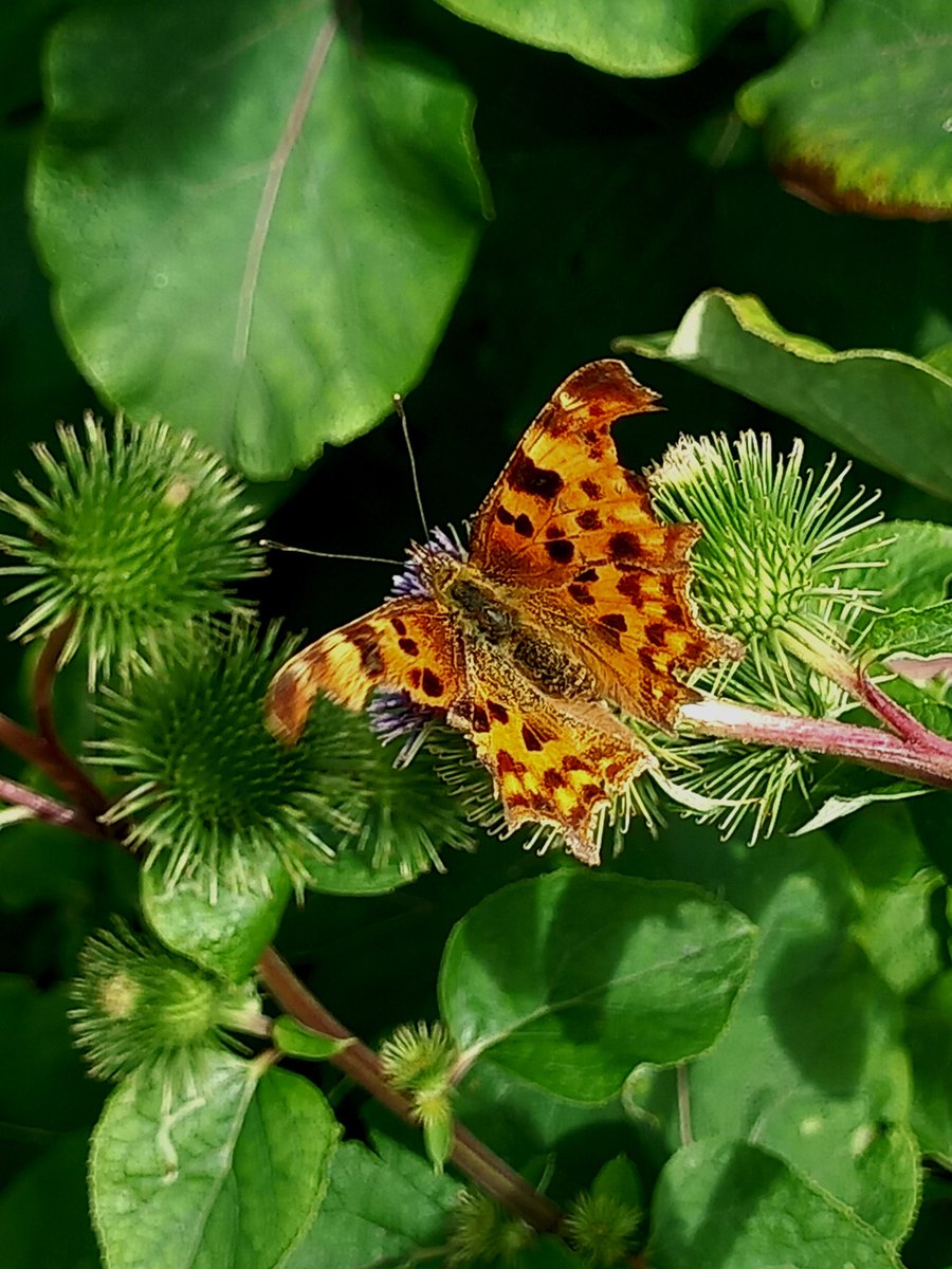 quirkiebird's tweet image. Today ... #butterfly 🦋 pic 📷 mine 🚶🏿‍♀️🌿☀️ #natureviews 🍃🦋👀