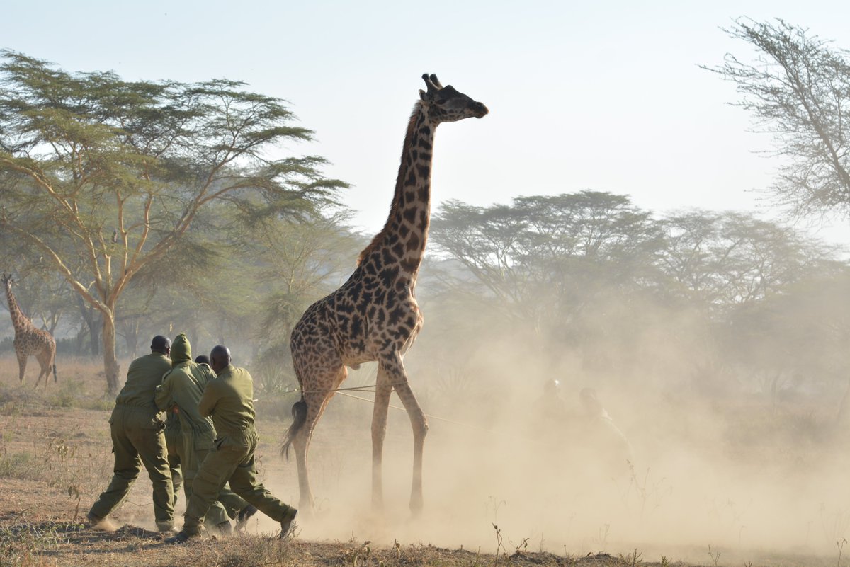 KWSKenya's tweet photo. We stand in awe of the incredible work done by our rangers.
In these captivating images, we witness a dedicated team of rangers ardently involved in the intricate task of translocating giraffes, thereby playing a vital role in preserving our precious natural heritage. https://t.co/pca6oXv5jw