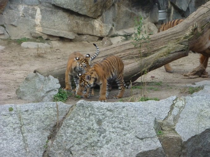 The two Sumatran tiger twins being playful. Their dad can be partly seen behind a log.