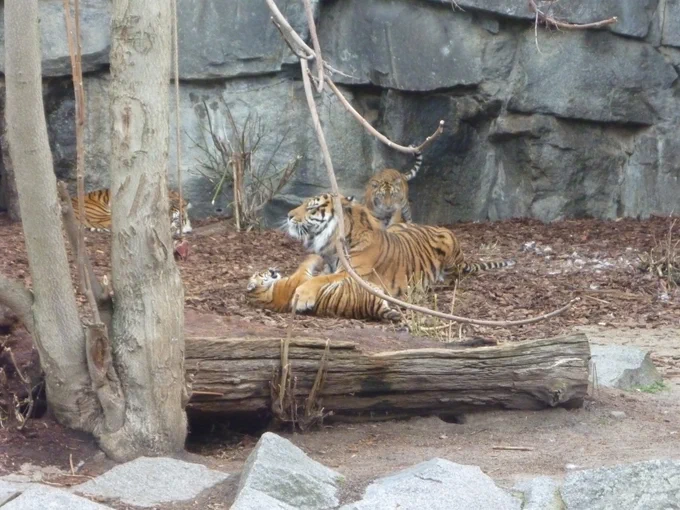 One of the two Sumatran tiger girls torturing her dad, while the other one is preparing to pounce on him from behind. Mom is resting and watching the whole scene from the back.