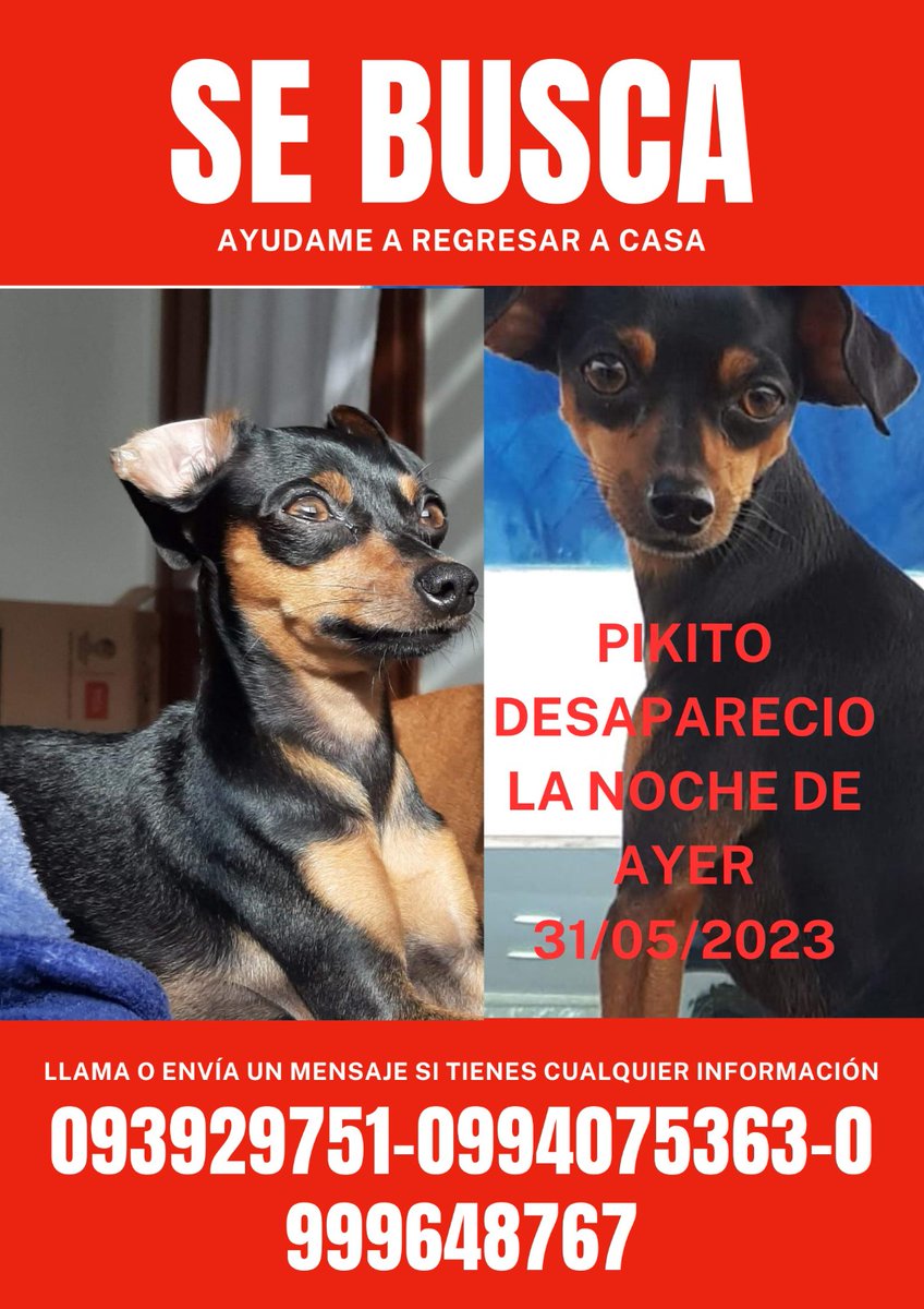 AlertaMePerdi's tweet photo. #PERDIDO #GUAYAQUIL
Nombre: #PIKITO
Fecha: 31/05/23
Sector: Norte, Cdla. Acuarelas del Rio Mz. 28, diagonal al Parque de la Tortuga
Sexo: Macho
Raza: Doberman Pinscher
Observación: Negro con marrón
Contacto: 0939299751
¡Ayúdalo a volver con su familia!
#AlertaMePerdí https://t.co/wrTNNxZLSk