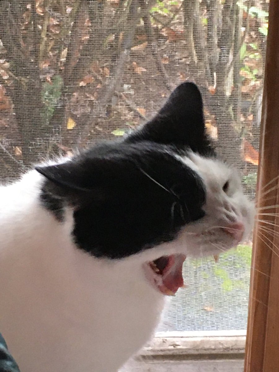 Rindy68T's tweet photo. This “X” thing is damn fugly, 
Even the cat thinks so, and he’s down with all kinds of gross shit. https://t.co/p8HomLrjIC
