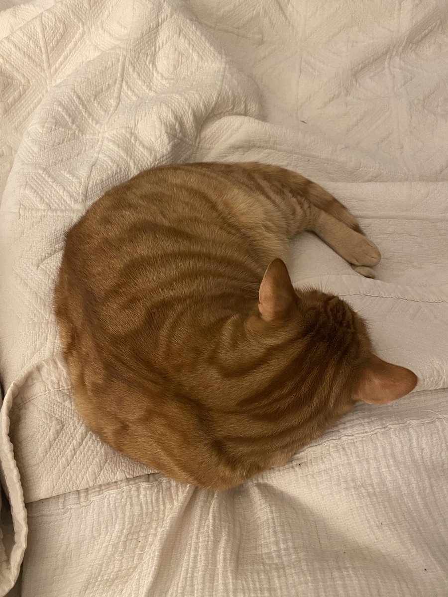 めろん🍈 tweet media