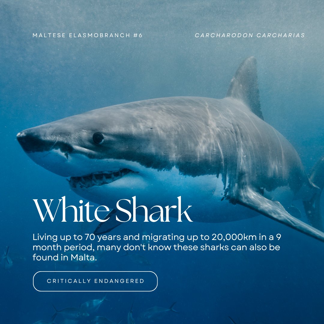 Although one of the largest White Shark ever caught was landed in Malta many people have no idea this species is a resident of the Mediterranean. These highly adapted predators have such sensitive electroreceptors they can detect variations as small as half a billionth of a volt.