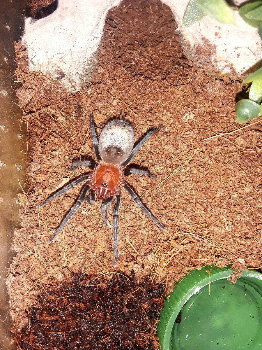My Bumba Horrida (AMAZON RED HEAD) I've raised it from a sling and is about 10 months old and has had 3 molts. #tarantula #Bumbahorrida