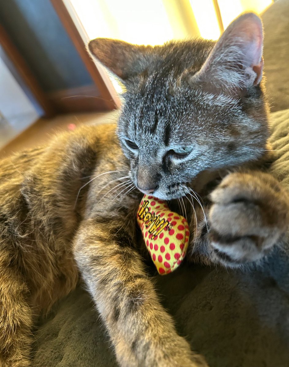 Happy #SundayFunday I am having a little playtime with Mom before the #BelgianGP starts…then it #laptime 💖 Have a great day, filled with things that make you happy💖 #catsoftwitter #CatsAreFamily #TabbyTroop #CatsOfX @YeowwwCatnip is the best!