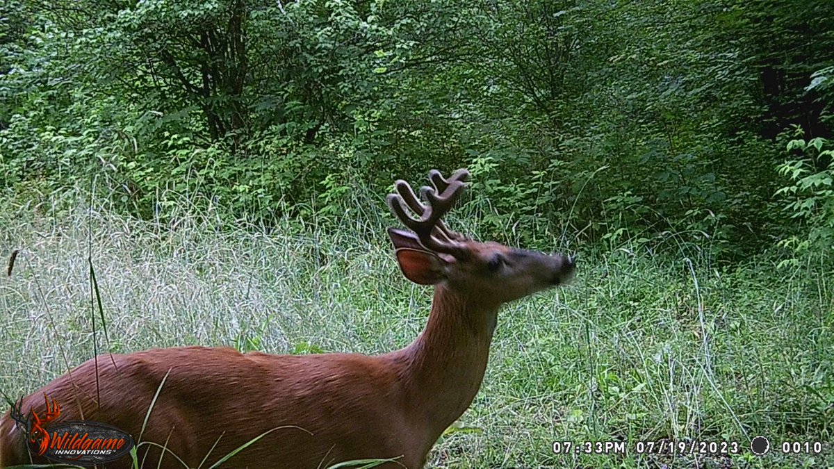 MIoutdoorProprt's tweet photo. We are watching them grow on our 21-acre parcel for sale in Alcona County.  Learn more at https://t.co/kOAhUhzotW https://t.co/LNr6UkXnbG