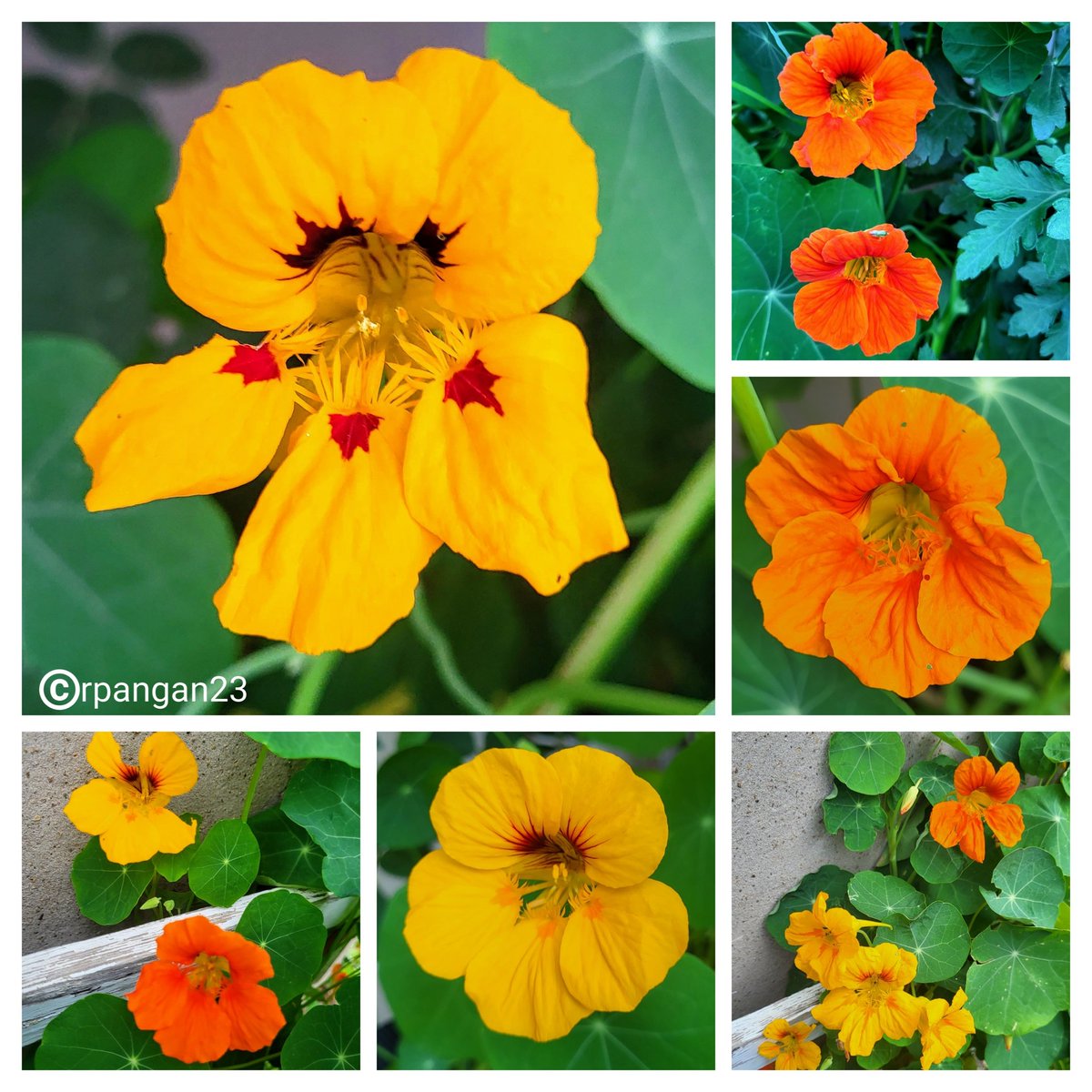 Easy to grow nasturtiums are so beautiful. And the flowers and leaves are edible,  full of flavour and beneficial vitamins and minerals.  
#SundayYellow
#garden #flowers #edibleflowers #GardenersWorld #SundayMorning #summerflowers