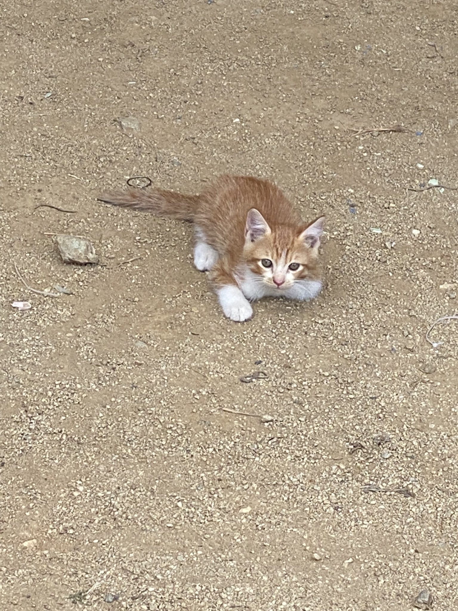猫猫猫 - Search / X