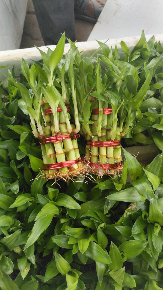 Ask_4_Brand's tweet photo. #Lucky_Bamboo for give you #Happyness https://t.co/40ZUWQEKeR