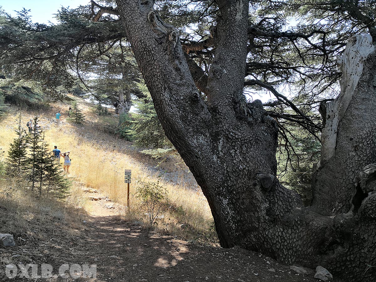 onefineart's tweet photo. The last meters before leaving the Maaser el Chouf / Barouk Cedar reserve... Subscribe to our channel https://t.co/zbEdIjc634
#maaserelchouf #cedars #lebanon #barouk #discoverlebanon #mylebanon #cedartree https://t.co/LNcMzvawhV