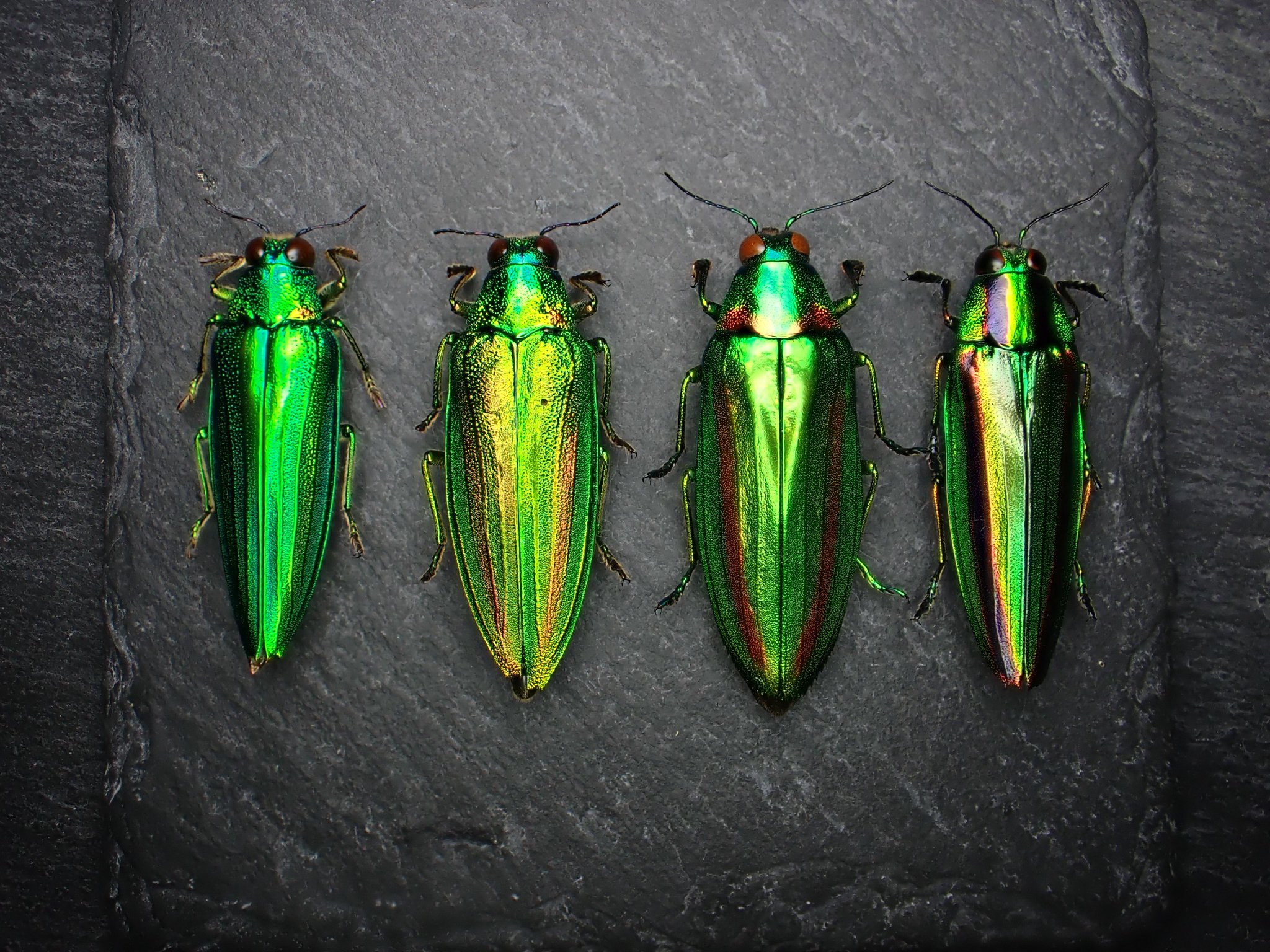 レア　キベリルリタマムシ キベリルリタマムシ ♂ インドネシア（ボルネオ島） - Insect