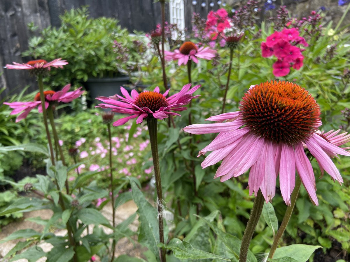 My little cottage garden.  The phlox are giving it life again. ❤️